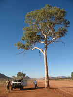 We stop at a tree marked by Len Beadell when he built the road
